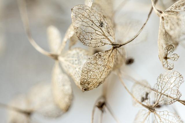 dried out leaves
