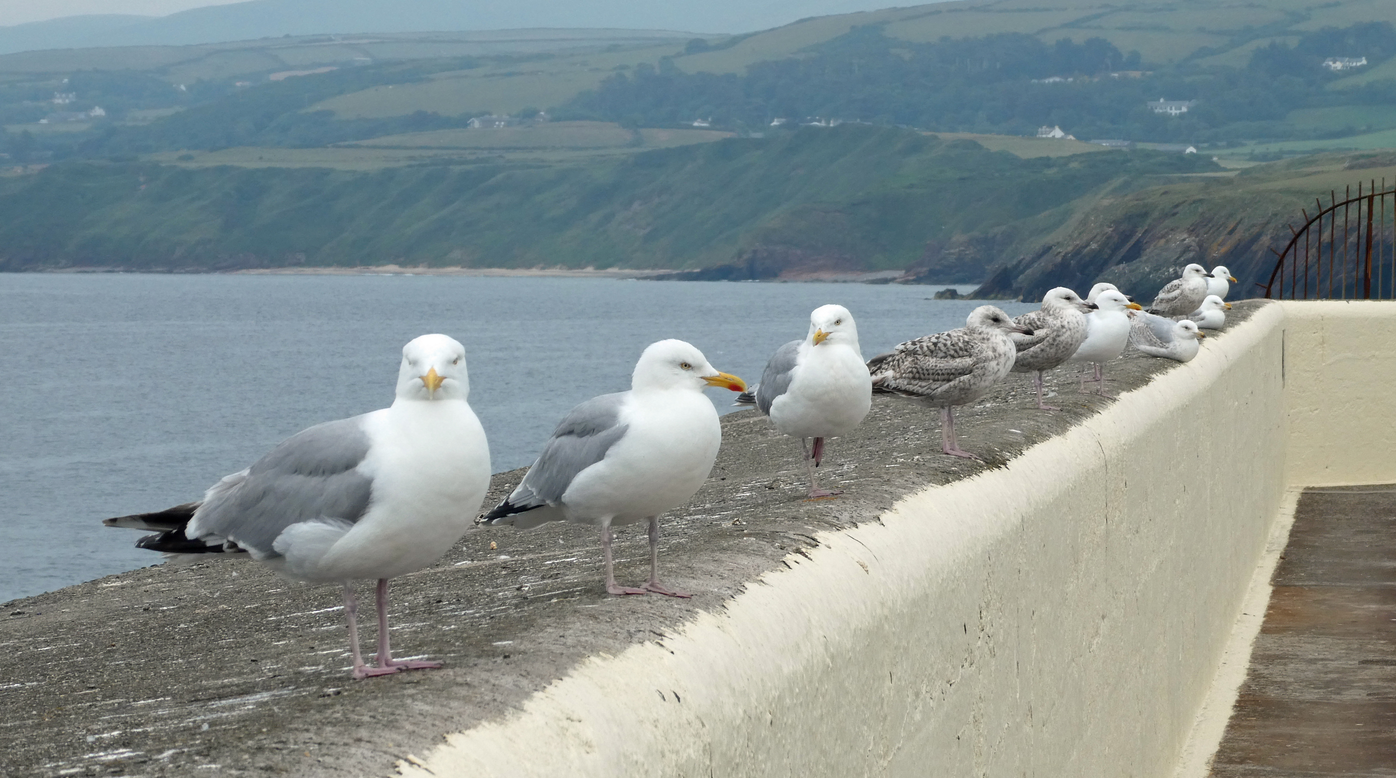 seagulls in a line on the coast