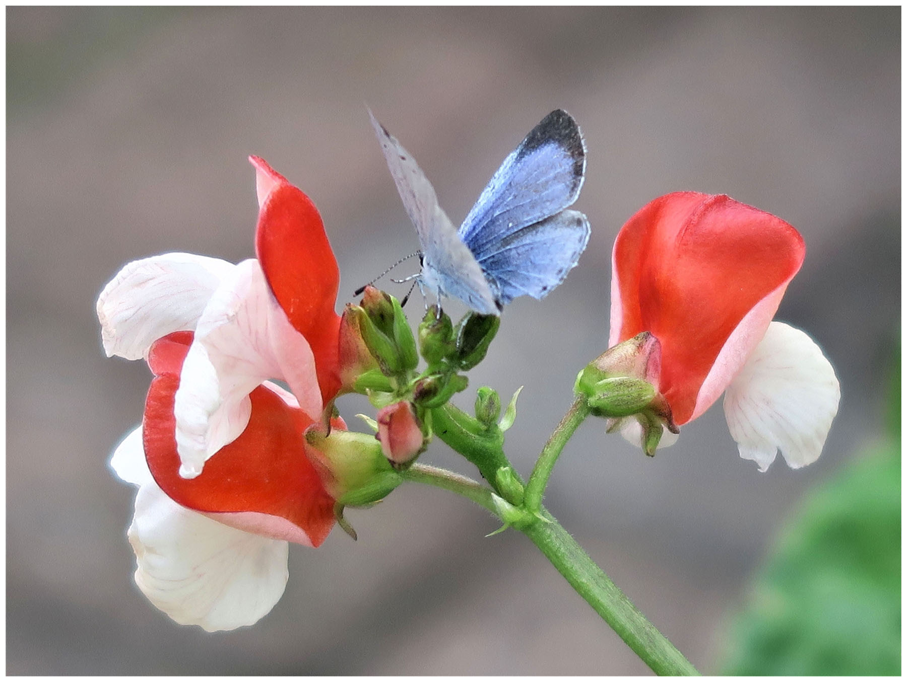 blue butterfly on red and white flower