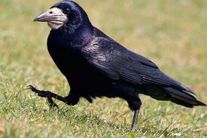 a black bird on green grass
