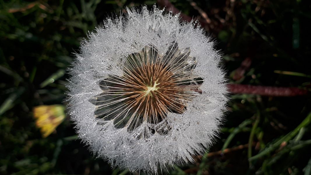 ‘Morning Beauty’ by Nicola of Redbourn u3a