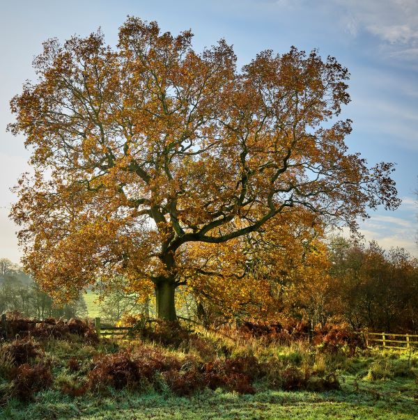 'Last Leaves of November' by Trevor of Ashbourne & District u3a