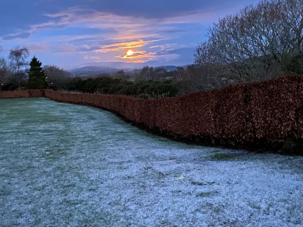 'Morning Glory' by Kay Forsyth of Forfar & District u3a