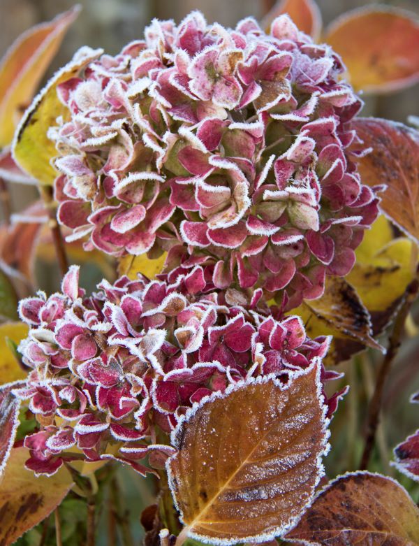 'Hydrangea in Frost' by Janet Rutter of Devizes & District u3a