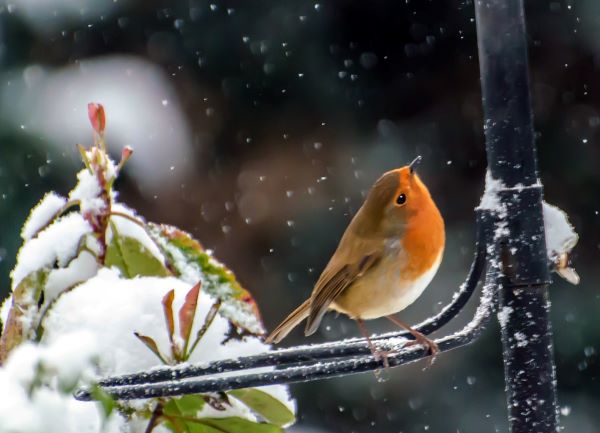 'Robin' by Derek Oakley of Droitwich Spa & District u3a