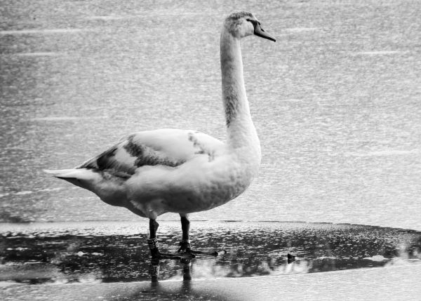'Swan At Shakerley Mere' by Sandra Stonehill of Hale & District u3a