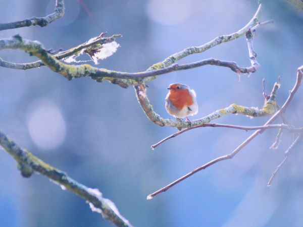 'Robin In Branches' by Carol Palmer of Alton u3a