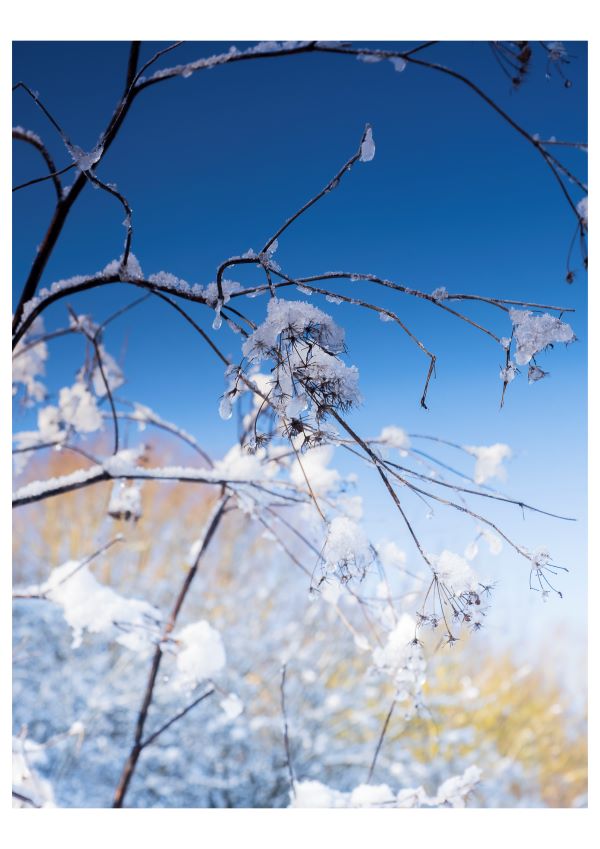 'Blue Frosty Thrapston' by Neil Underwood of Thrapston & District u3a