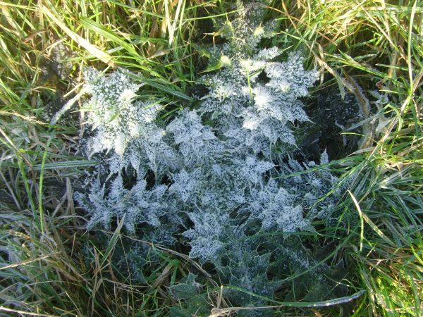 'Frosty Leaves' by Monica Frith of Sheffield u3a
