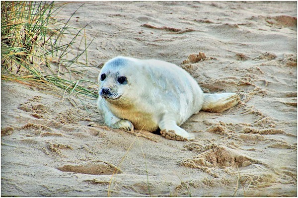 'Norfolk Seal' by Susan Keeling of Kingswinford & District u3a