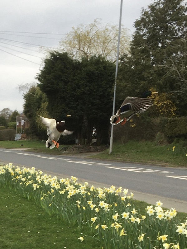 'Daffy Ducks' by Robert Wolstenholme of Congleton u3a