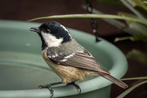 Birdwatch Update 12