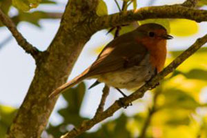 Bird Watch - an Update 4