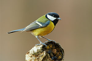 The Great U3A Birdwatch