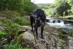 Pets of the Furred Age Update 3
