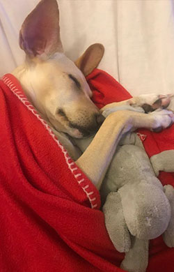 Dog sleeping in blanket holding a toy