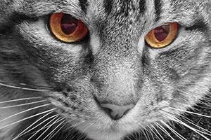 brian snelson phtoo art news