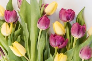 pink and yellow tulips laid on a flat backgroud
