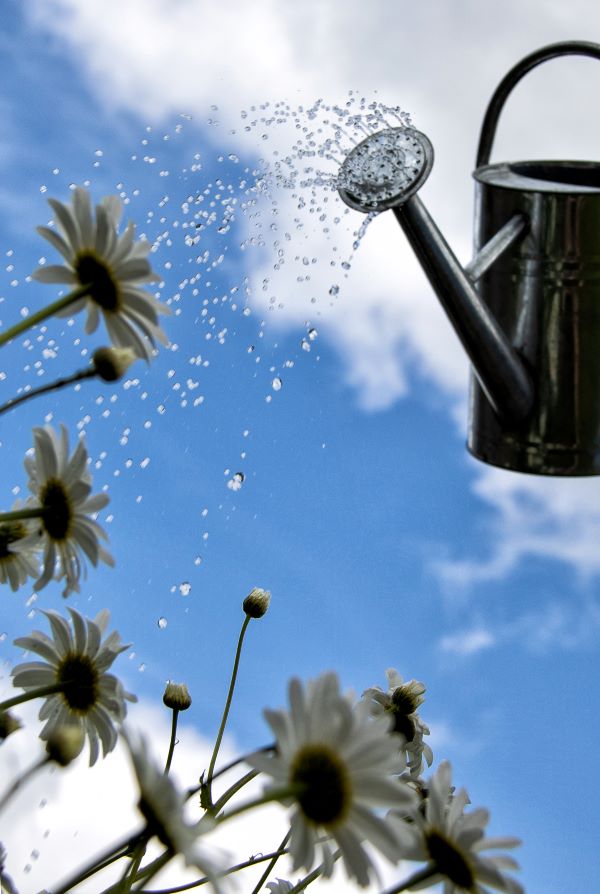 'Plants' by Janet Rutter of Devizes & District u3a