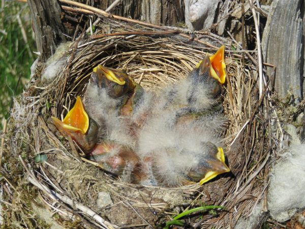 'Hot Chicks' by Mike Taylor of Dundee u3a