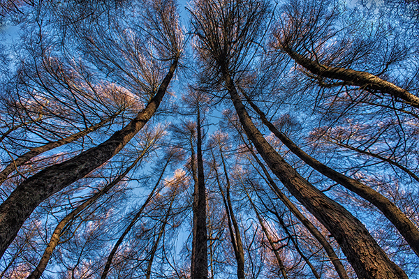 'Trees' by Julie Dyer of Turriff & District U3A