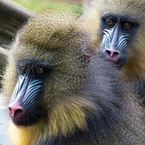 'Mystified Mandrills' by Ian Weatherley of Witham & District (Essex) U3A