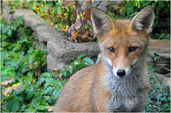 'The Inquisitive Fox' by John Bolt of Balsall Common U3A