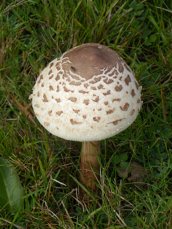 'Signs of Autumn' by Helen Elliott of Eastbourne/Meads U3A