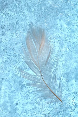 'Contrast' by Gerard Hayes of Witham & District (Essex) U3A