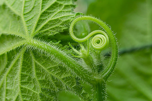 'Cucumber Tendril' by Rod Cuff of Guisborough and Saltburn District U3As