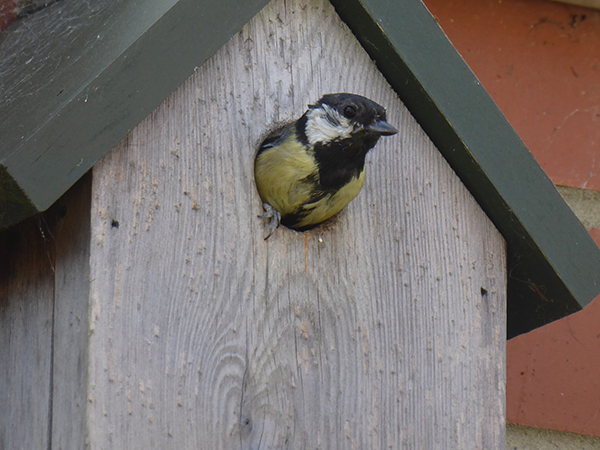'Birdhouse' by Zilla Rees of Boldon & District U3A