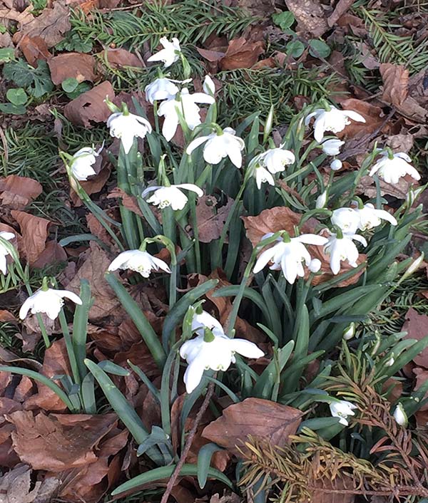 'New flora, old flora' by Angela Reid of Balsall Common u3a