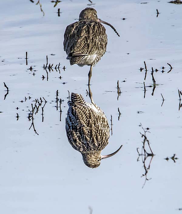 'Reflection' by Derek Oakley of Droitwich Spa & District U3A