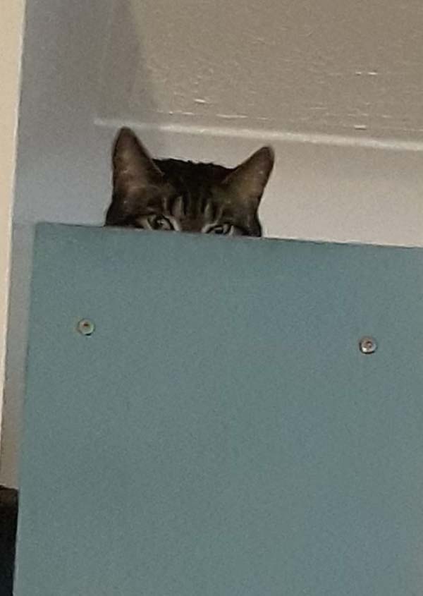 'Envy' by Jenny LeBeau of Abbey Wood & Thamesmead u3a