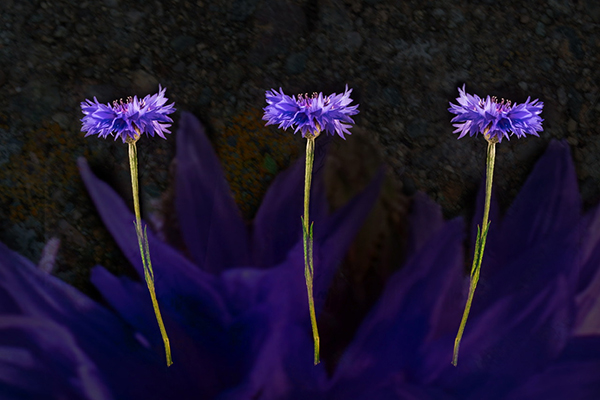 'Cornflowers' by Brendan Gillan of Ballymoney U3A