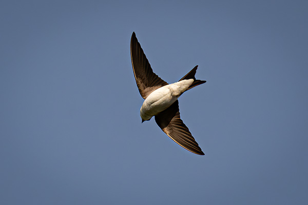 'House Martin' by Barbara Lansdell of Todmorden U3A