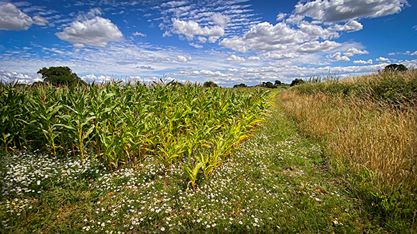 'Landscape' by Rosemary Gibbs of Rugby U3A