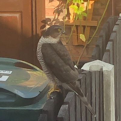 A sparrow hawk standing on a bin