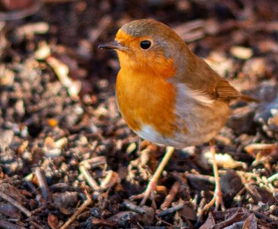 a robin with bright orange breast standing on soil