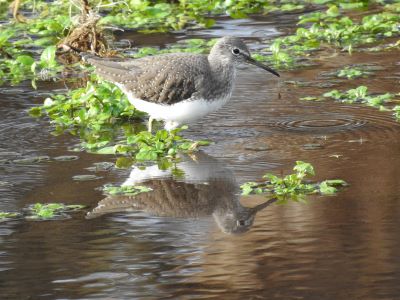 grey bird with white belly standing in a lake