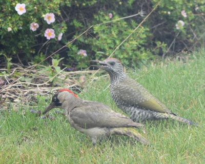 Two birds in a garden 