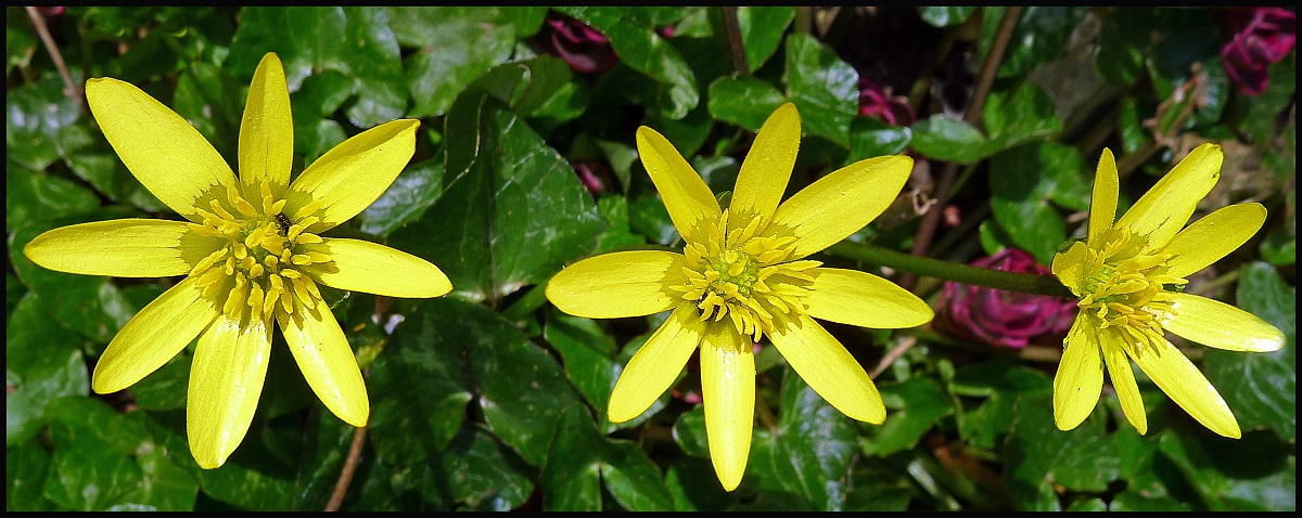 'Celandine' by Diane Stoner of Horndean U3A