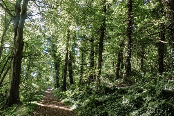 'Mount Stewart Woods' by Patricia Moore of Belfast u3a