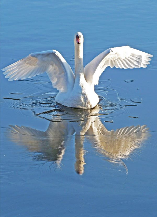'Swan in Ice' by Lorraine of Charnwood u3a