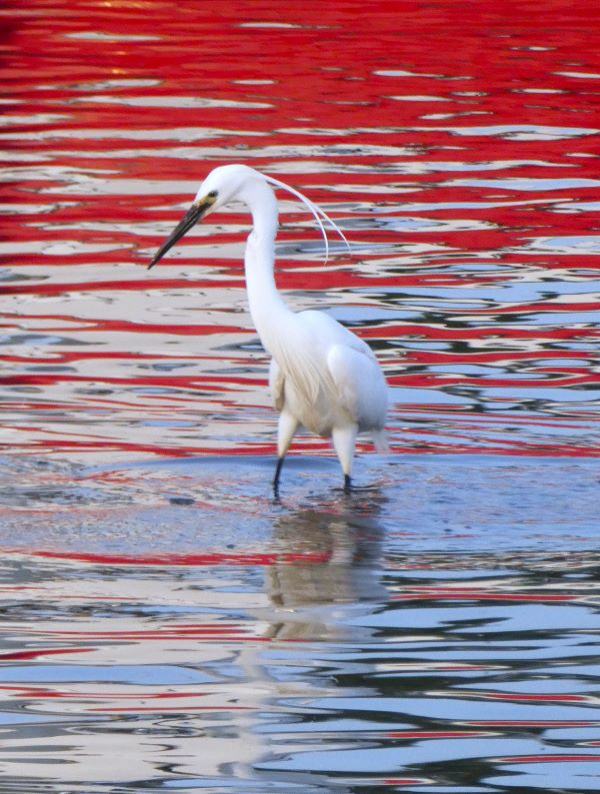 'Little Egret' by Angela Owen, Worcester Area u3a