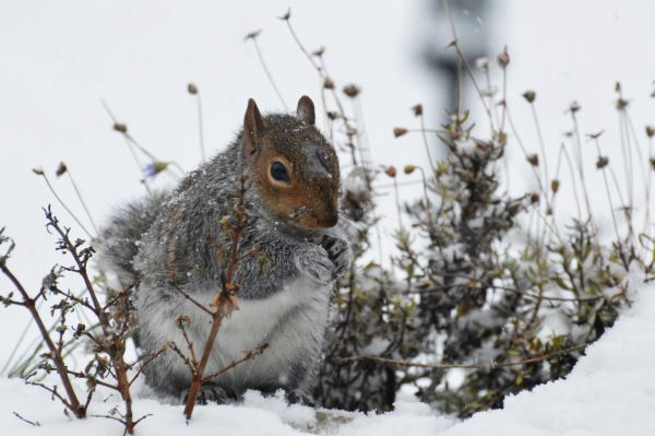 'Squirrel' by Graham of Leigh Estuary u3a