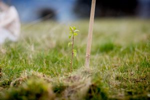 A tiny sapling in a wood