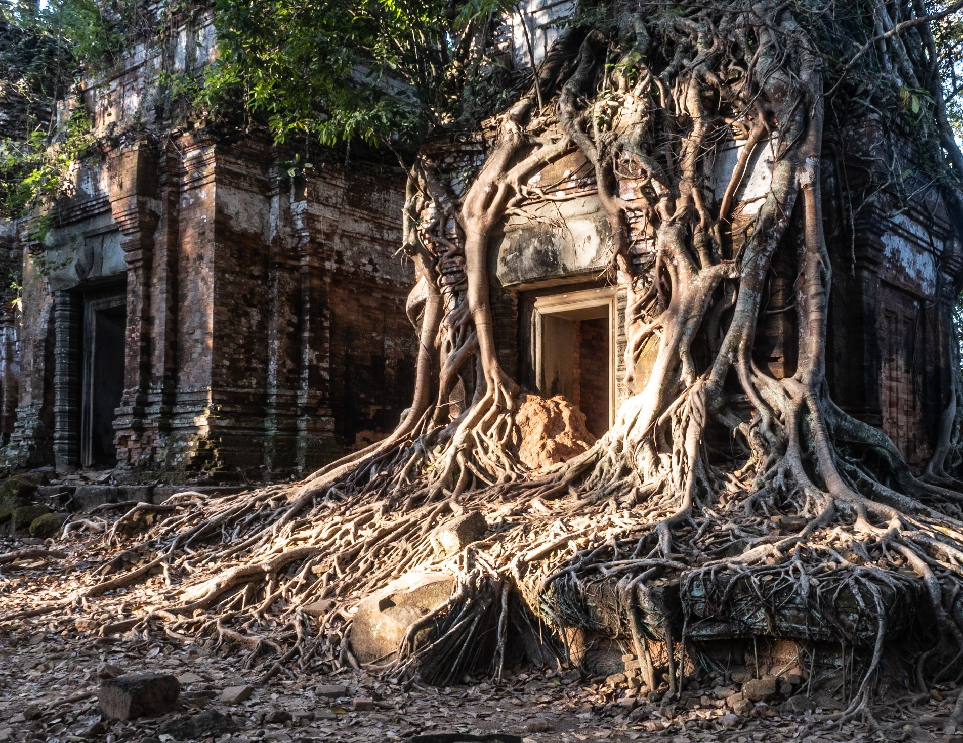 the roots of a large tree covering and growing around a stone house. 