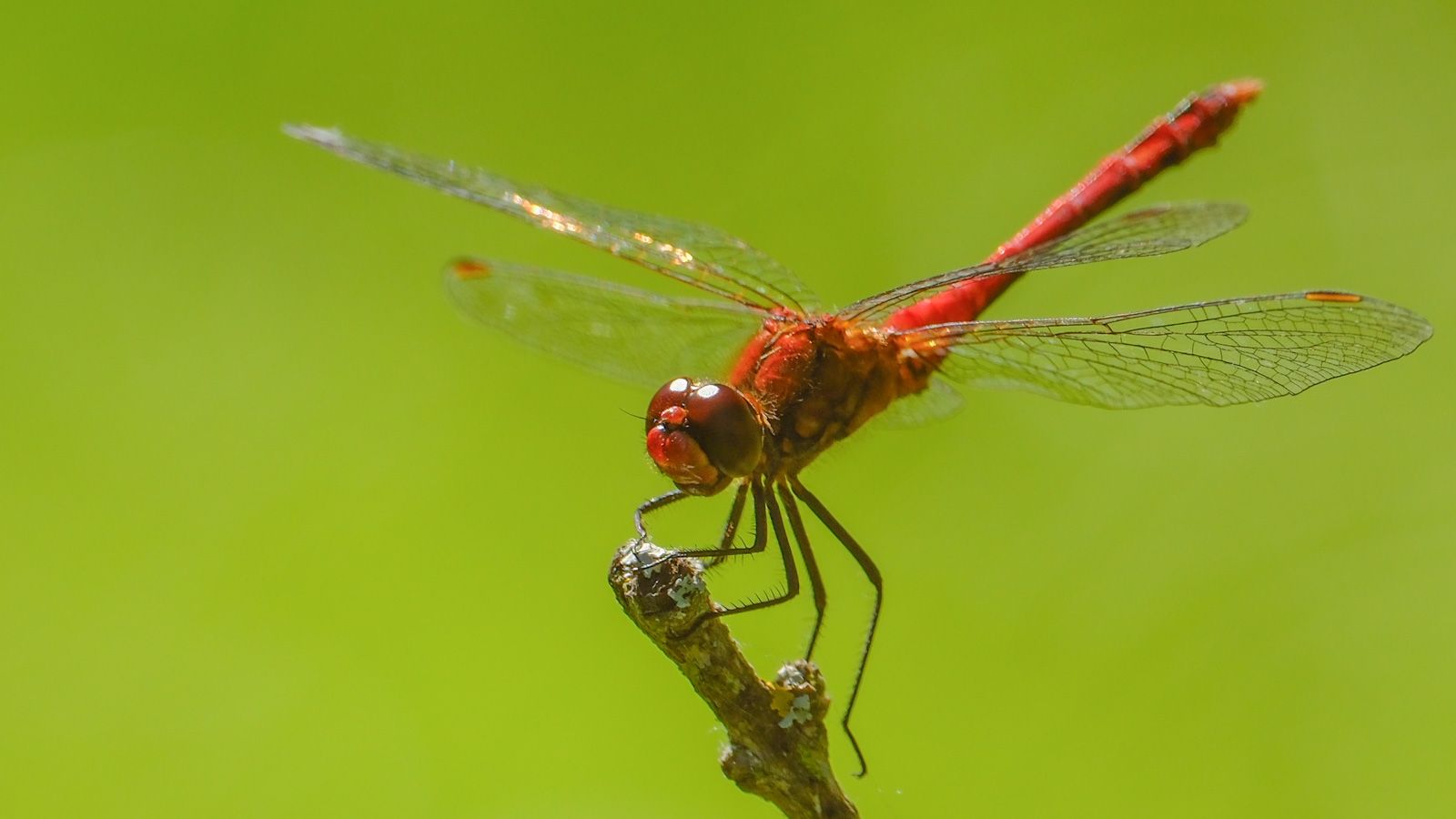 a red dragonfly with green background
