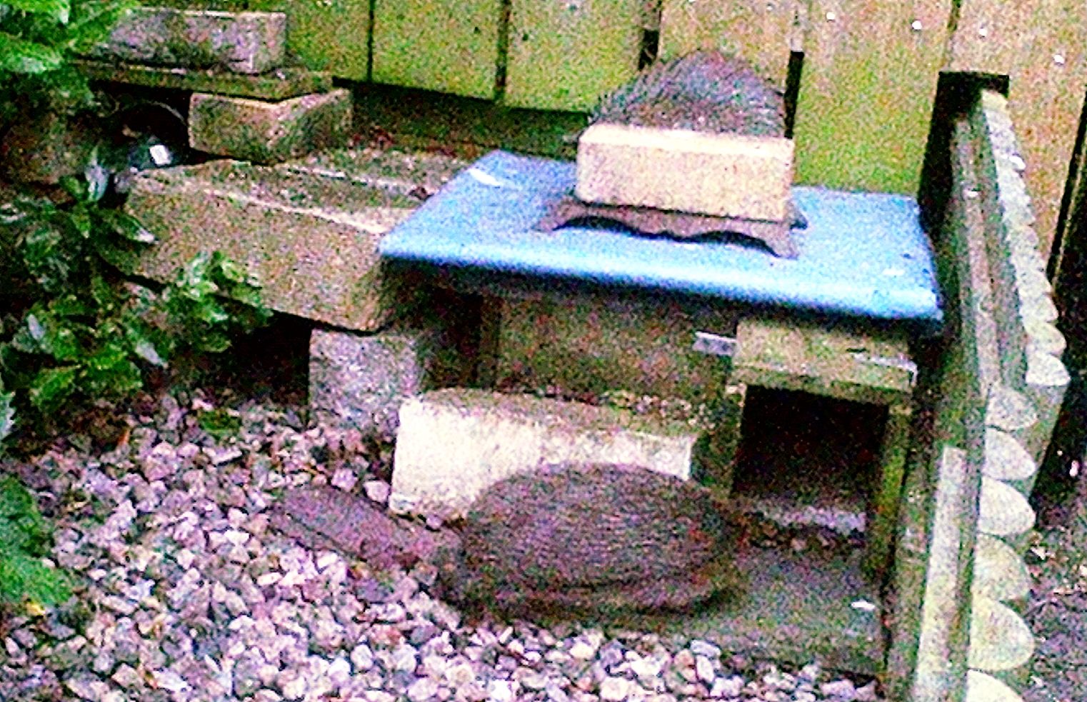 two hedgehogs on some bricks 